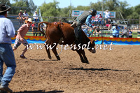 Steers
