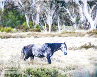 BrumbiesNov25_0002