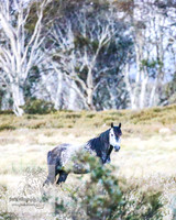 BrumbiesNov25_0001
