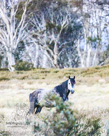 BrumbiesNov25_0001
