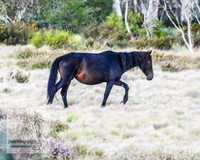 BrumbiesNov25_0018