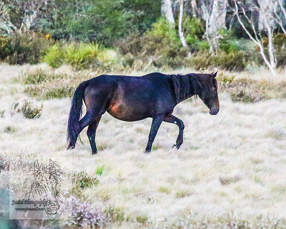BrumbiesNov25_0018