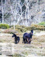 BrumbiesNov25_0007