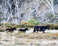 BrumbiesNov25_0015