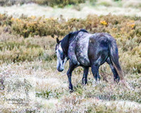 BrumbiesNov25_0026