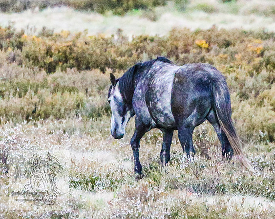 BrumbiesNov25_0026