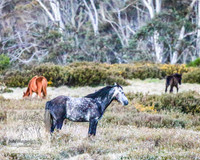 BrumbiesNov25_0031