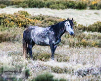 BrumbiesNov25_0032
