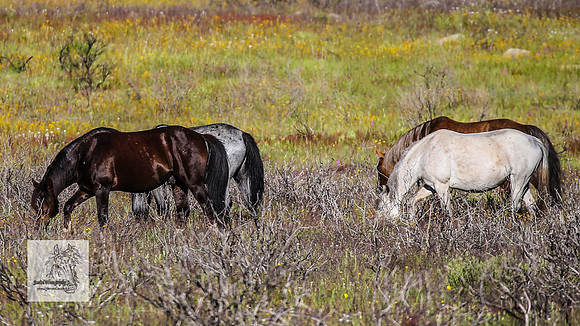 Brumbies30122021a_0027