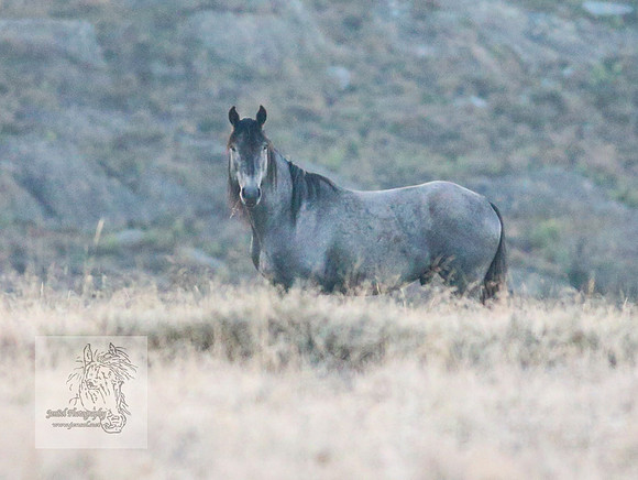 Brumbies30032024_0045
