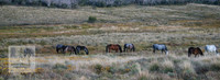 Brumbies30032024_0172