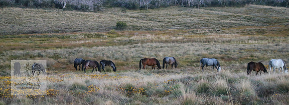 Brumbies30032024_0172