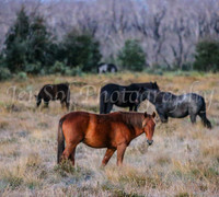 Brumbies1Apr24_0041