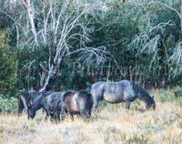 Brumbies1Apr24_0057