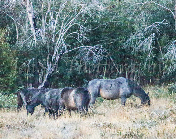 Brumbies1Apr24_0057