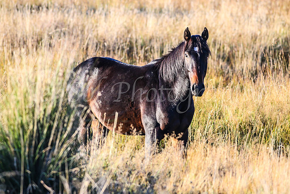 Brumbies1Apr24_0158