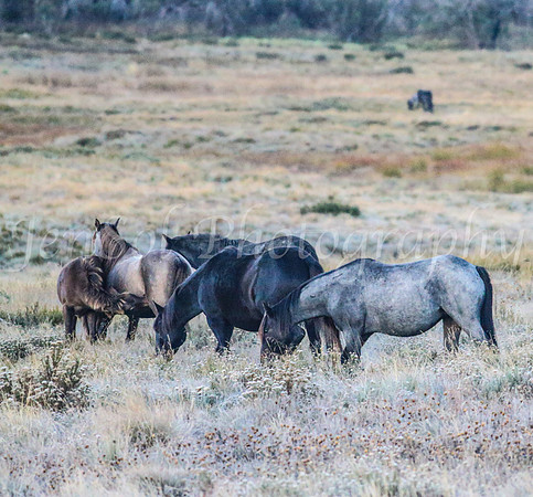 Brumbies1Apr24_0103