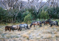 Brumbies1Apr24_0048