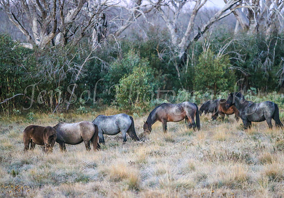Brumbies1Apr24_0048