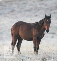 Brumbies30032024_0064