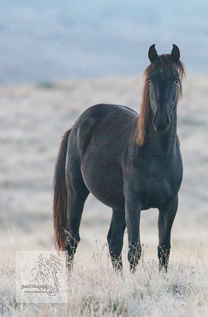 Brumbies30032024_0046