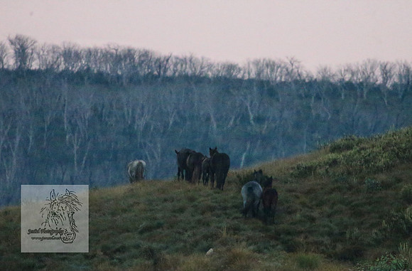 Brumbies30032024_0031