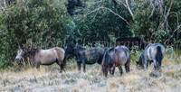 Brumbies1Apr24_0076