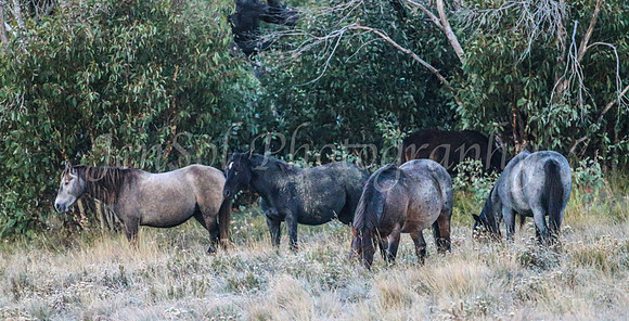 Brumbies1Apr24_0076