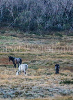 Brumbies1Apr24_0059