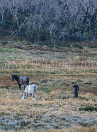 Brumbies1Apr24_0059