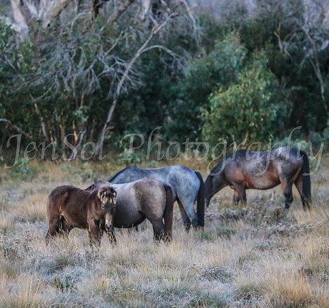 Brumbies1Apr24_0050