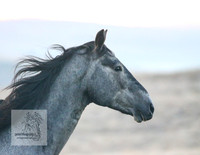 Brumbies30032024_0089