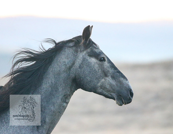 Brumbies30032024_0089
