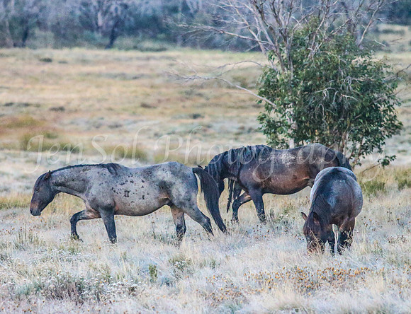 Brumbies1Apr24_0107