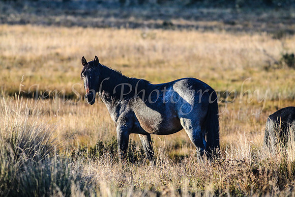Brumbies1Apr24_0135