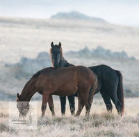 Brumbies30032024_0040