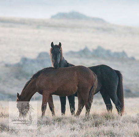 Brumbies30032024_0040