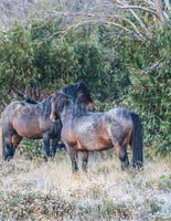 Brumbies1Apr24_0097