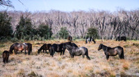 Brumbies1Apr24_0023
