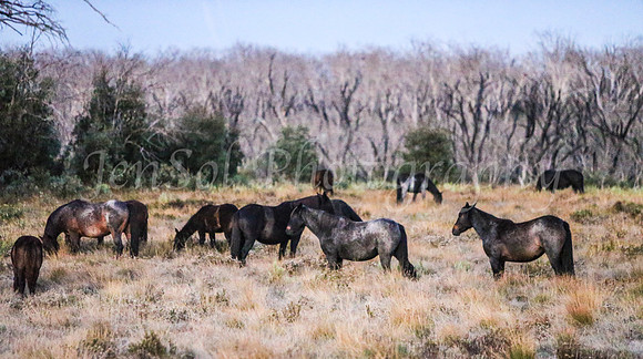 Brumbies1Apr24_0023