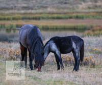 Brumbies30032024_0155