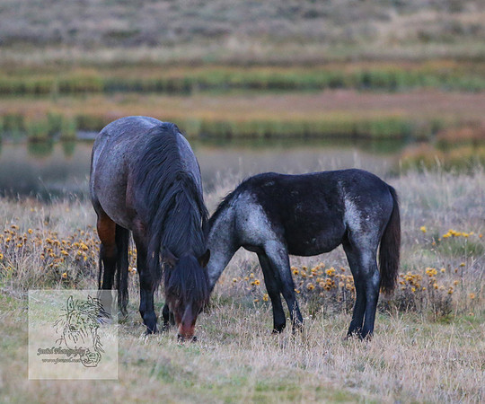 Brumbies30032024_0155