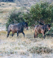 Brumbies1Apr24_0086