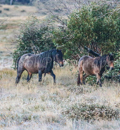Brumbies1Apr24_0086