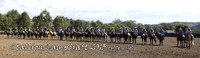 Stallions1