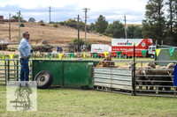 Working Dogs