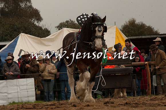 WooBack_0663