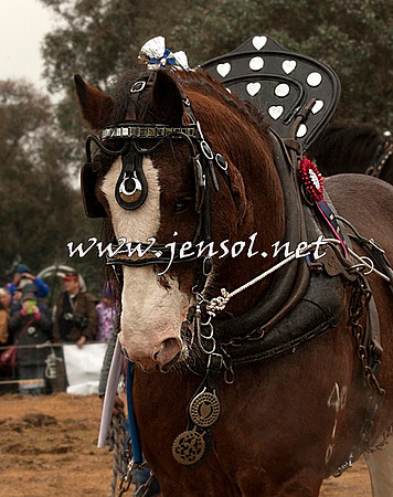 WooBack_0665