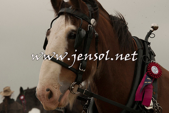 WooBack_0660