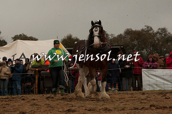 WooBack_0664